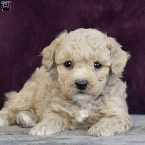 George, Bich-Poo Puppy